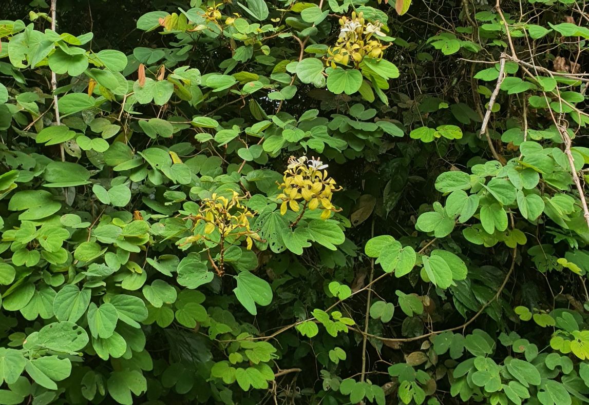 IPB Ungkap Khasiat Kangkang Katup untuk Diabetes